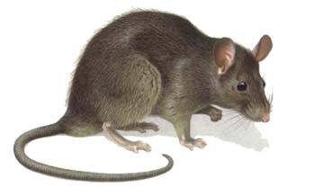 Deratizace - krysa obecná