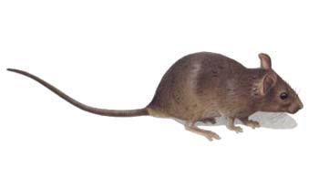 Deratizace - myš domácí