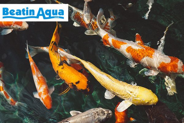 Beatin Aqua - prodej akvarijní techniky